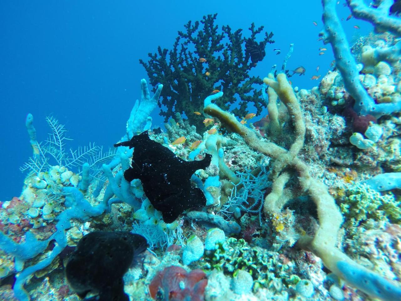 Zeestar Inn Maafushi Esterno foto